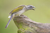 Image. Grünschwingensaltator