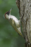 Image. Grünspecht