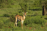 Image. Grant-Gazelle