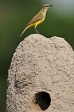 Image. Graslandtyrann