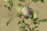 Image. Grasshopper Sparrow