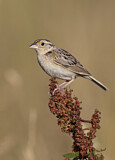 Image. Grasshopper Sparrow