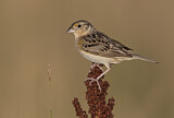 Image. Grasshopper Sparrow