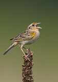 Image. Grasshopper Sparrow