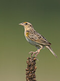 Image. Grasshopper Sparrow