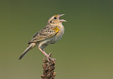 Image. Grasshopper Sparrow