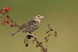 Image. Grasshopper Sparrow