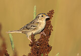 Image. Grasshopper Sparrow