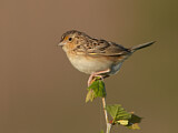 Image. Grasshopper Sparrow