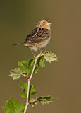 Image. Grasshopper Sparrow