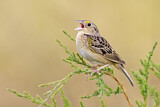 Image. Grasshopper Sparrow