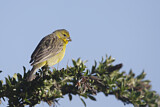 Image. Grassland Yellow Finch