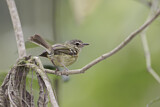 Image. Graubrust-Kleintyrann