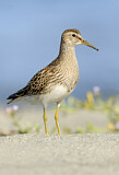 Image. Graubrust-Strandläufer