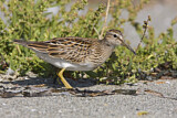 Image. Graubrust-Strandläufer