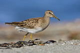 Image. Graubrust-Strandläufer