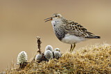 Image. Graubrust-Strandläufer