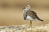 Image. Graubrust-Strandläufer