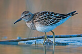 Image. Graubrust-Strandläufer
