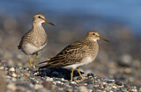 Image. Graubrust-Strandläufer