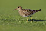 Image. Graubrust-Strandläufer