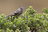 Image. Graubrust-Tachurityrann