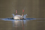 Image. Graugans