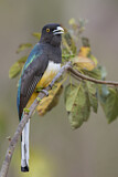 Image. Graukopftrogon