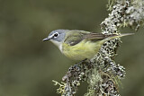 Image. Graukopfvireo