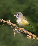Image. Graukopfvireo