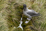 Image. Graumantelalbatros