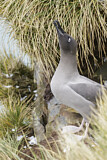 Image. Graumantelalbatros