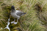 Image. Graumantelalbatros