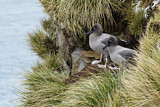 Image. Graumantelalbatros
