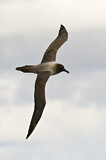 Image. Graumantelalbatros
