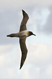 Image. Graumantelalbatros