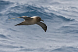 Image. Graumantelalbatros