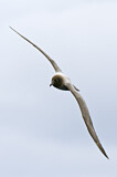 Image. Graumantelalbatros