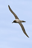 Image. Graumantelalbatros