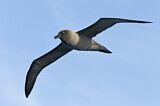Image. Graumantelalbatros
