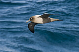 Image. Graumantelalbatros