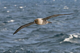 Image. Graumantelalbatros