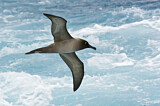 Image. Graumantelalbatros
