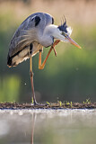 Image. Graureiher