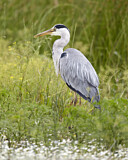 Image. Graureiher