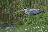 Image. Graureiher
