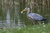 Image. Graureiher