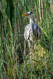 Image. Graureiher