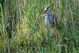 Image. Graureiher
