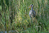 Image. Graureiher